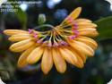 Bulbophyllum skeatianum